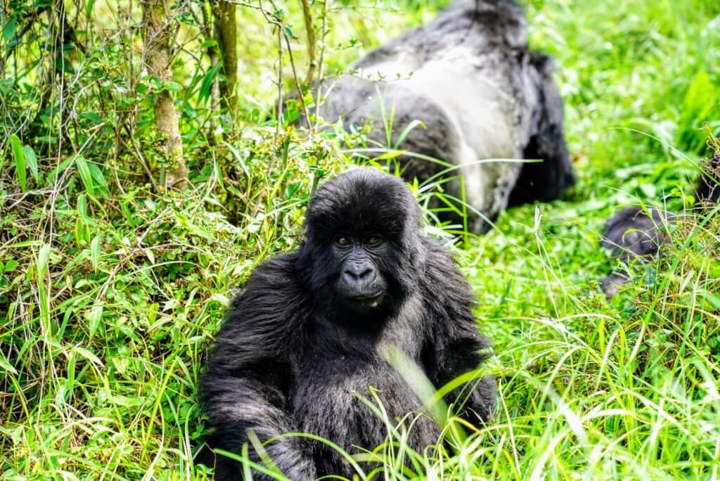 Baby gorilla in the jungle of Rwanda