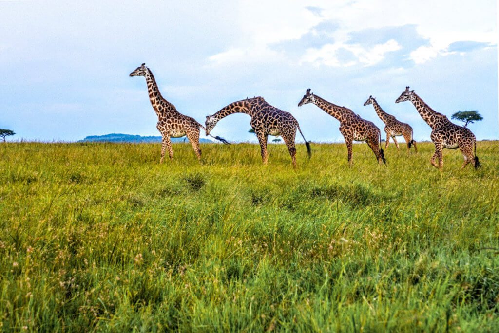 A group of giraffes spotted while on safari