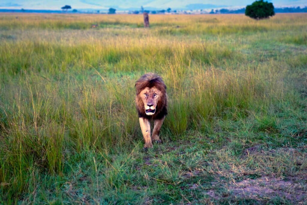 Lions attack safari truck, terrify tourists in Serengeti National Park -  Men's Journal