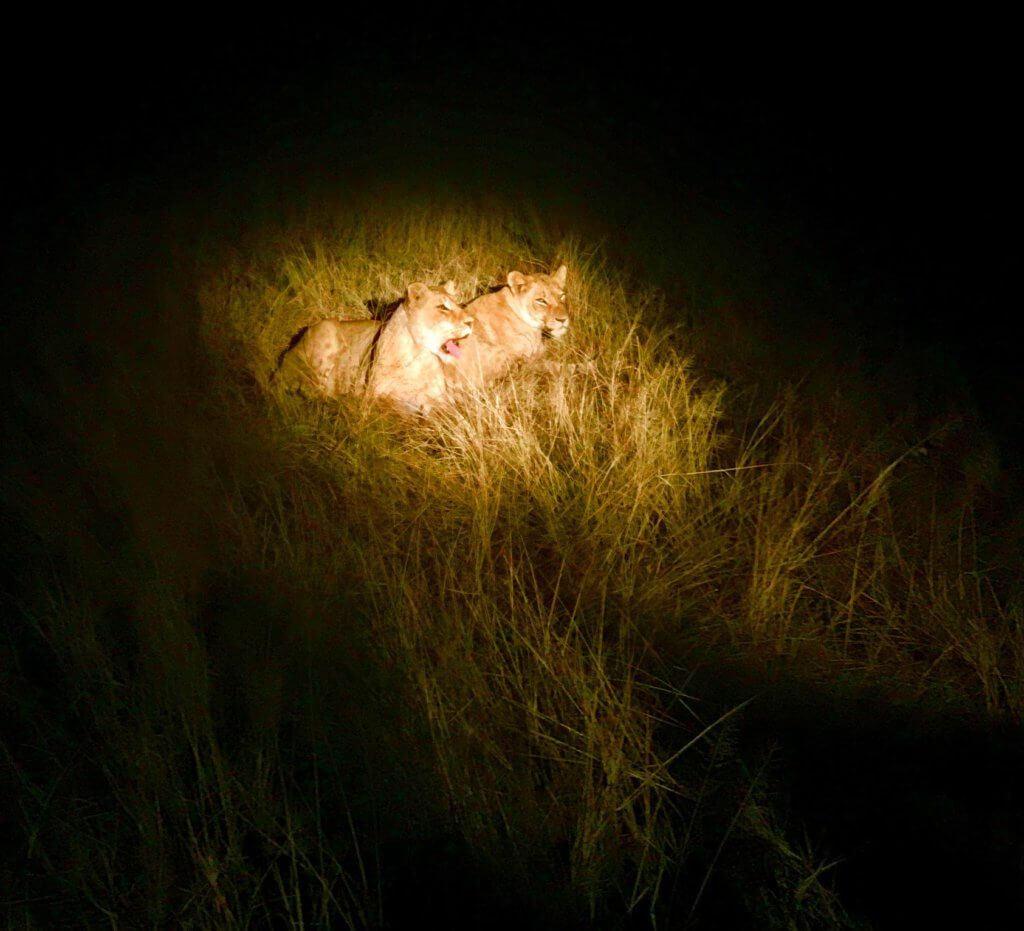 Two lionesses in the dark desert 
