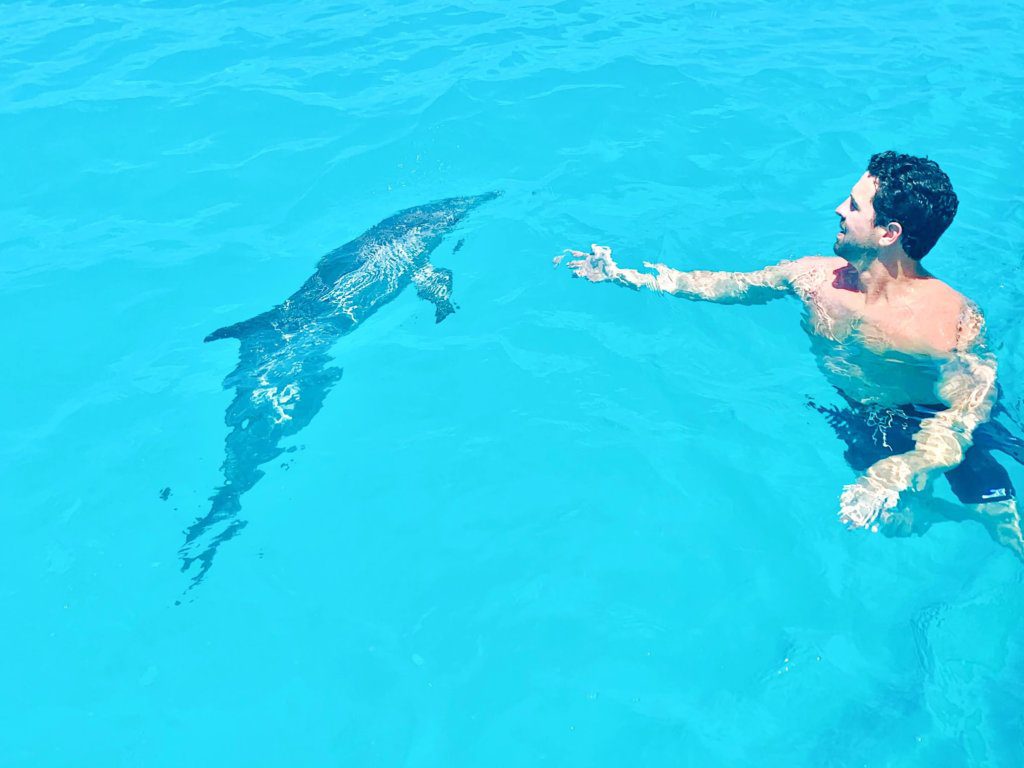 Swimming With Wild Dolphins In The Caribbean