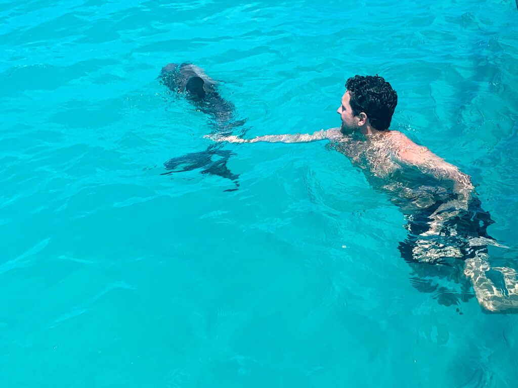 man swimming with wild  dolphins