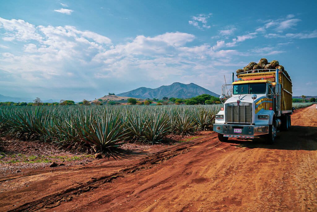 Semi truck on a dirt road beside an agave field in Mexico