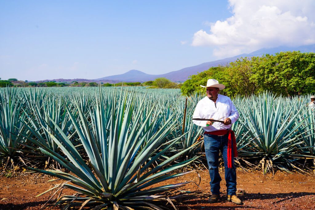 Man standing in front of agave field preparing to harvest for Jose Cuervo