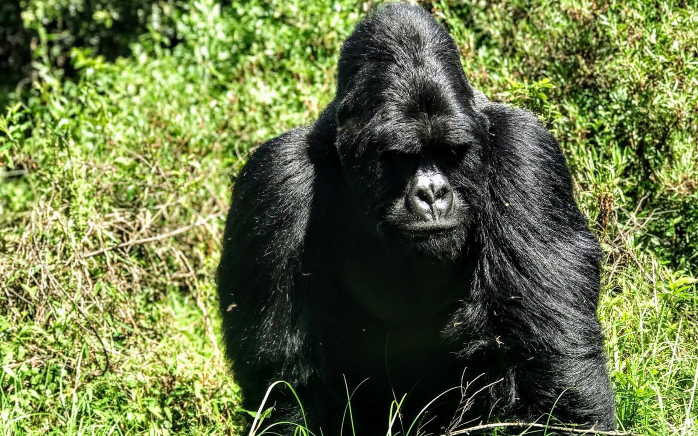 A gorilla sits peacefully in Uganda